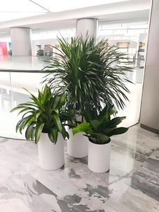 江北绿化养护大比拼，哪家能脱颖而出成为你的首选？